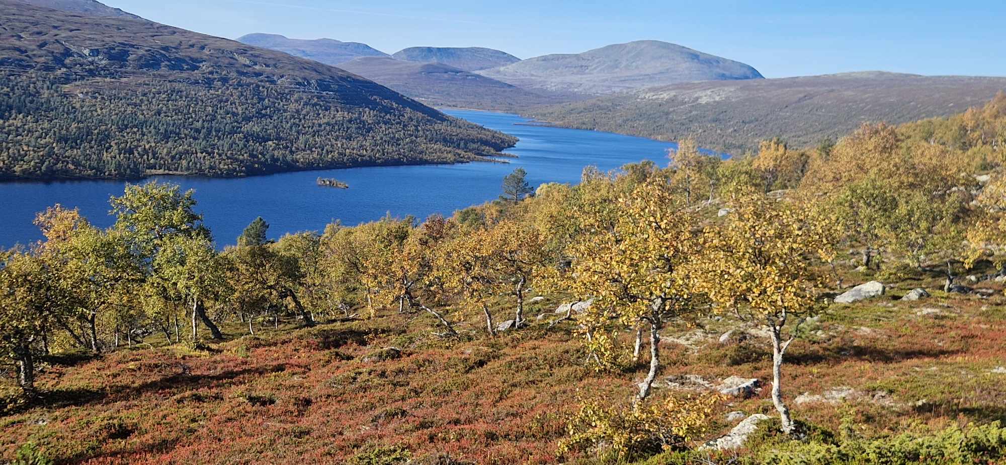 Härlig vy med fjällbjörkar i förgrunden och grövelsjön i bakgrunden