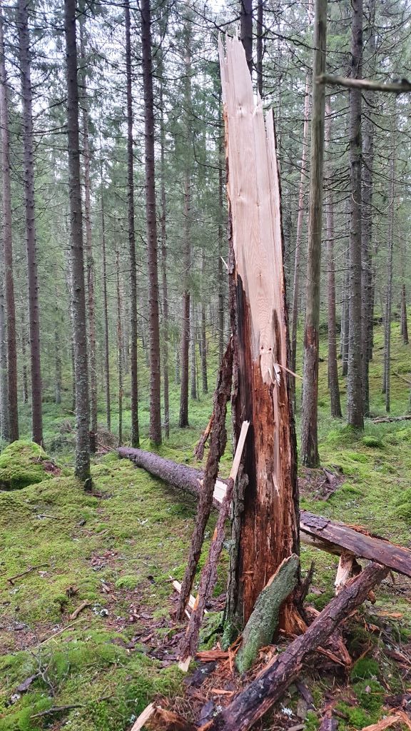 En gran som är skadad där barken börjat lossna har knäckts på mitten. grön fin skog i bakgrunden