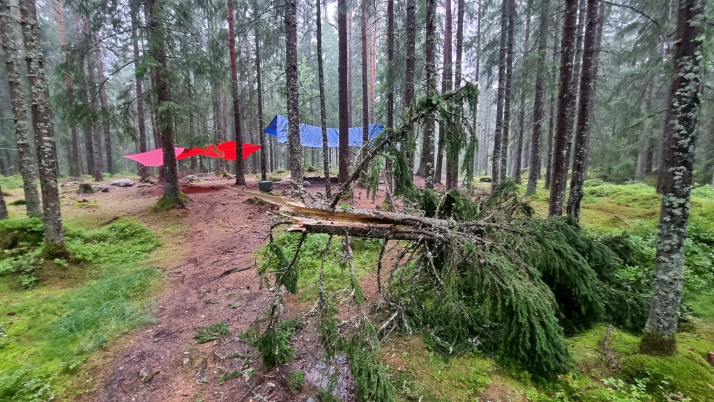 En stor grantopp på runt sex meter som väger flera hundra kilo har blåst ner. I bakgrunden syns en röd och en blå tarp som sitter uppe bland träden.