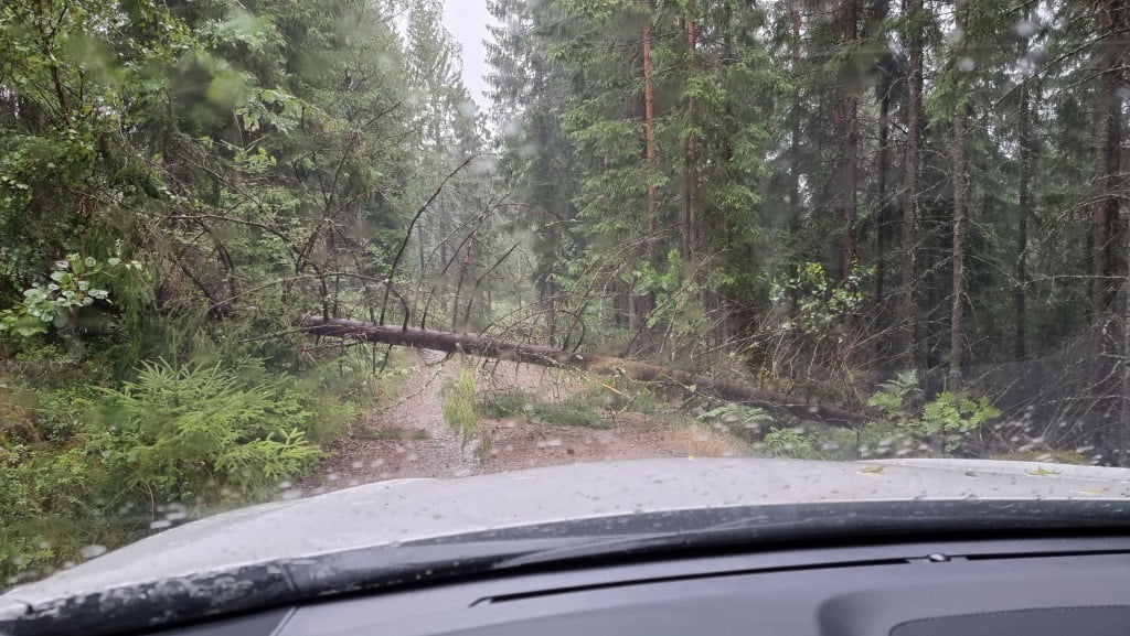 En gran har blåst ner över vägen. i förgrunden ser man ut genom en bilruta